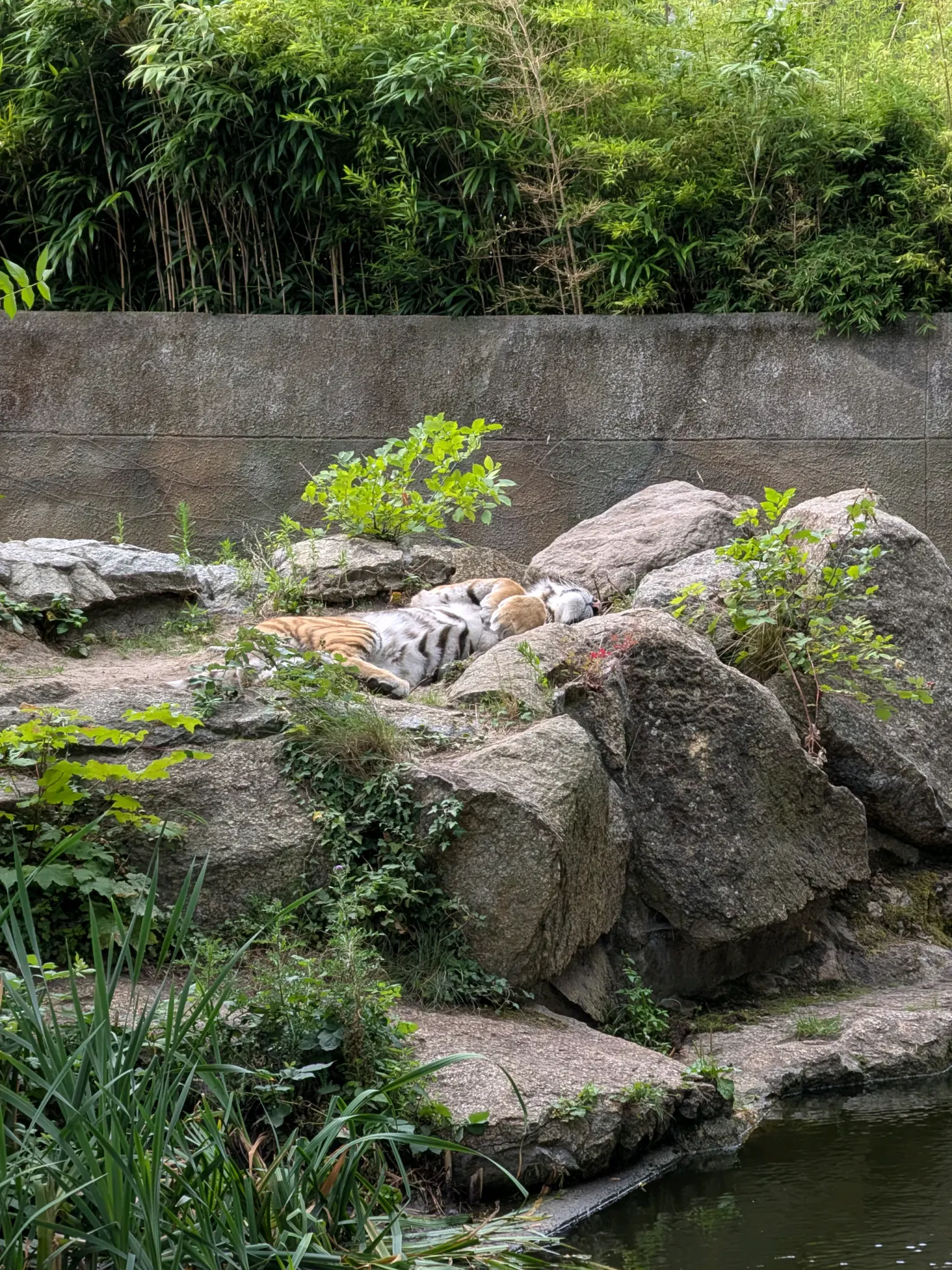 Ein Tiger liegt Beine leicht Ausgestrecke auf dem rücken, wie eine Katze die gestreichelt werden möchte.